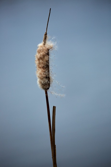 Riet