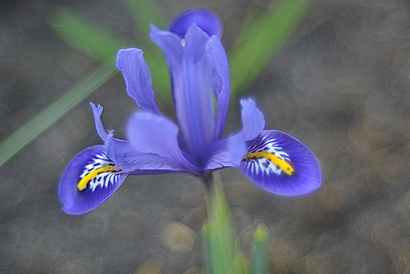 Iris