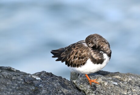 Turnstone Nap