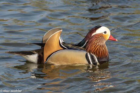 Mandarijneend - 0906