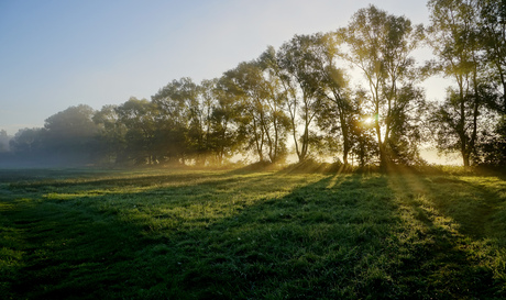 Ochtend zon.