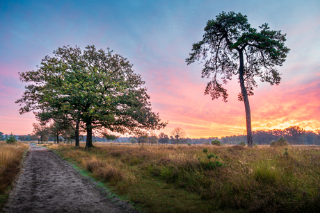 Leersumseveld 