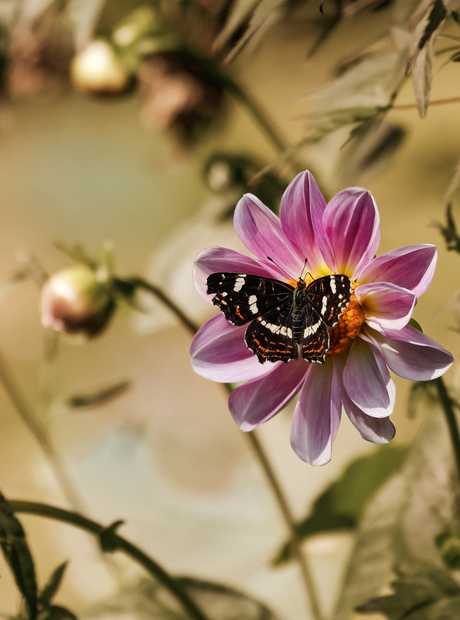 Ansichtkaart uit eigen tuin...