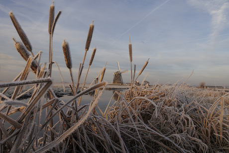 Rijp in de polder