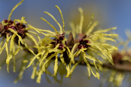 Hamamelis