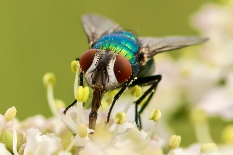 Groene vleesvlieg