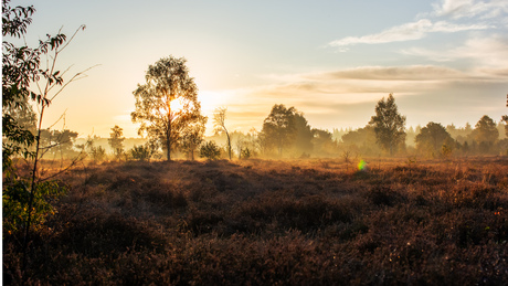 Herfst op de heide - 1