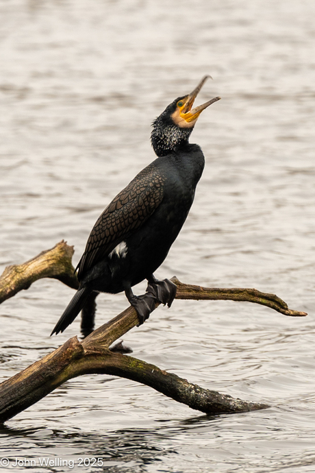 Wandeling rondom deventer