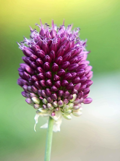 Kugelköpfige Lauch (Allium sphaerocephalon) 