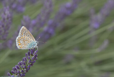 Icarusblauwtje,man, op ee struik heide