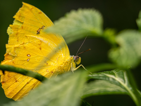 Zwavelvlinder