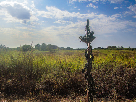 Verdorde zonnebloem met landschap