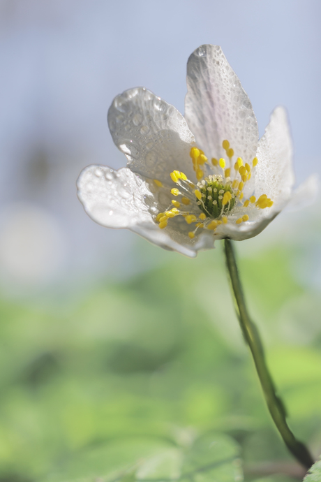 Fluistering van de bosanemoon