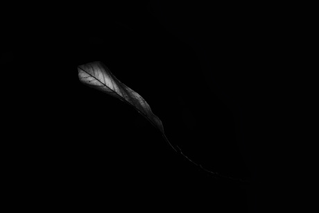 Het stille licht