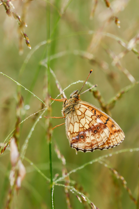 purpersstreepparelmoervlinder