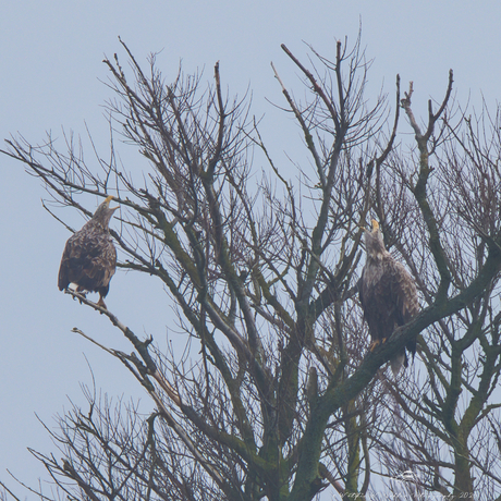 Baltsende Zeearenden