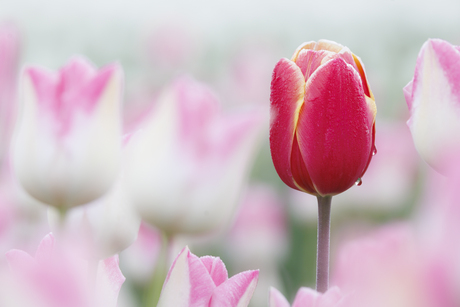 Rode tulp met dauw