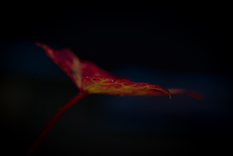 Shining autumn leaf!