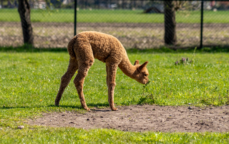Alpaca