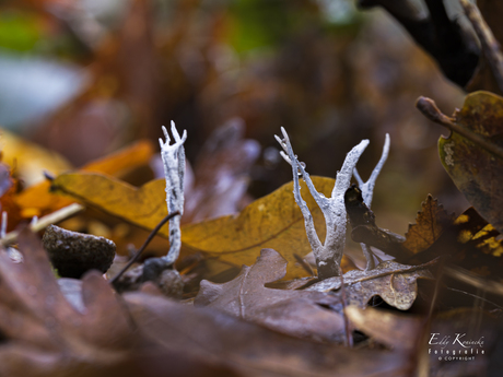 geweizwam (Xylaria hypoxylon)