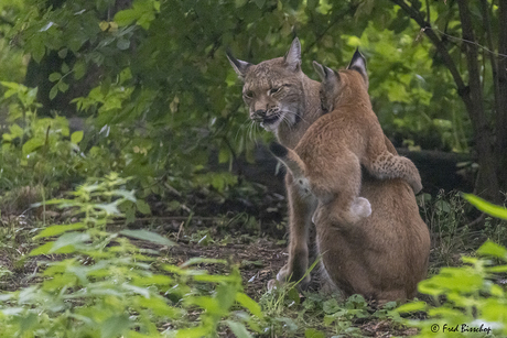 Moeder Lynx met een van haar jongen