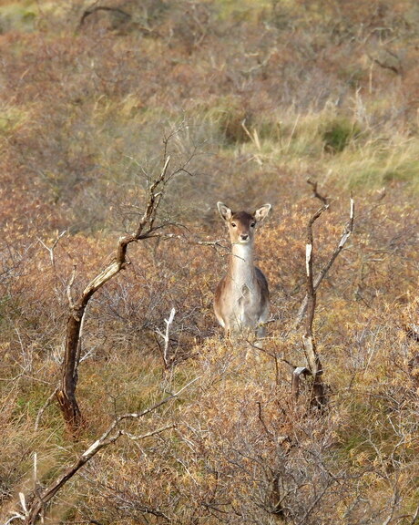 Vandaag in het duin