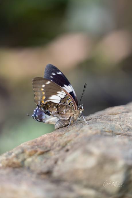 charaxes of Polyura - Keizervlinder