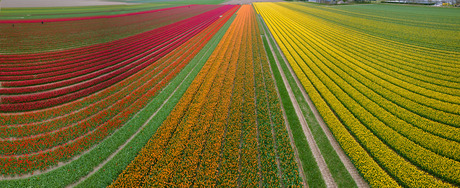 Panorama bollenveld