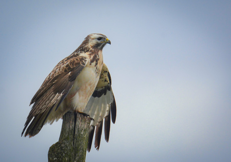 Buizerd