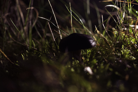 paddenstoel by night