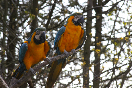  Blauw-gele ara's