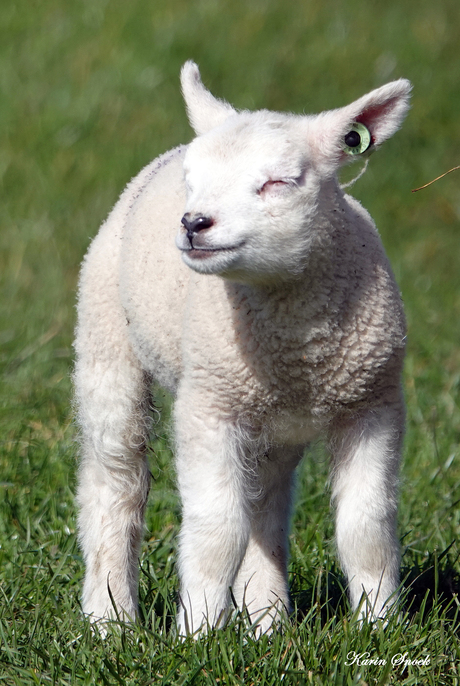 "Genieten van het zonnetje..."