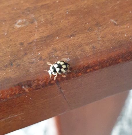 Schaakbord lhbeestje