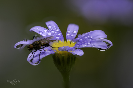 Raindrops