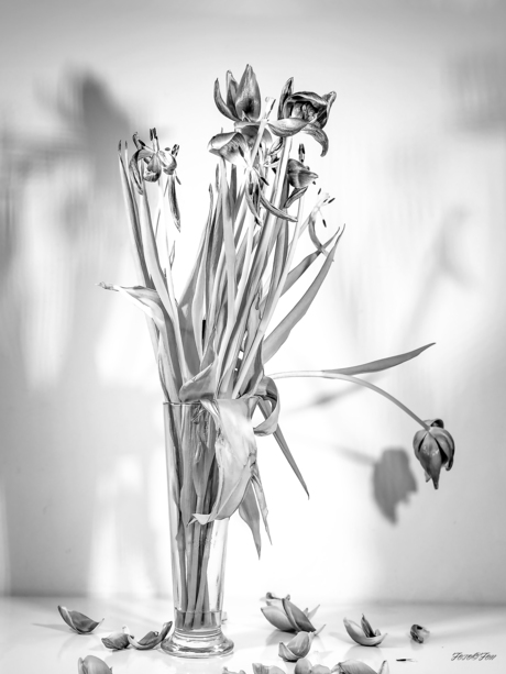 Nederland Tulpenland