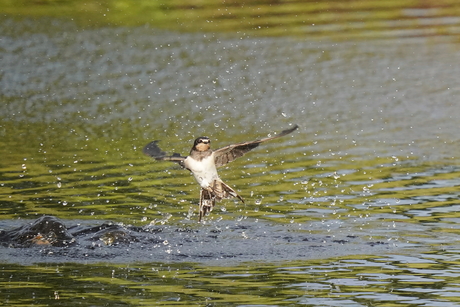 Boerenzwaluw