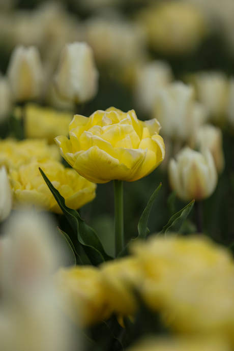 Dubbel Bloemige Tulp