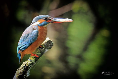 ijsvogel