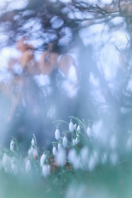 De eerste sneeuwklokjes weer !! 