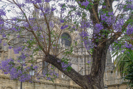 Sevilla - foto Jan Korebrits