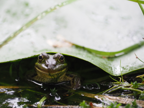 Groene kikker