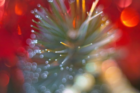 Binnenin een kerstboom