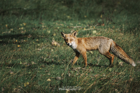 Vos in de Amsterdamse duinen