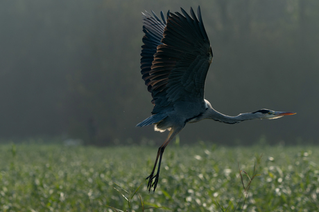 Reiger broekpolder 4