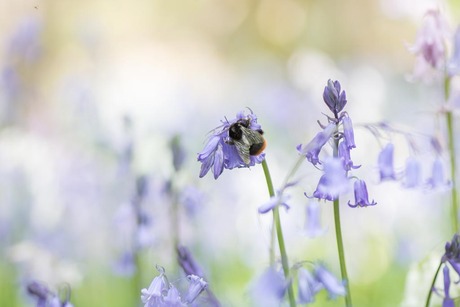De bij en de boshyacint