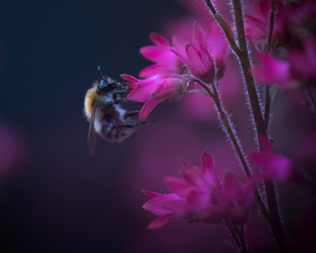 Hommel in de voortuin