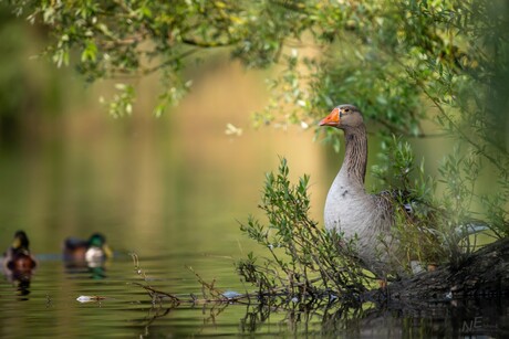 Grauwe gans