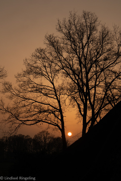 Sunset between trees
