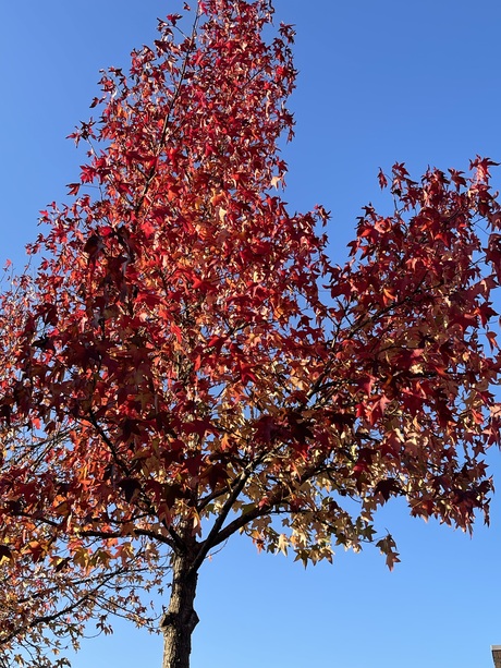 Herfstkleuren