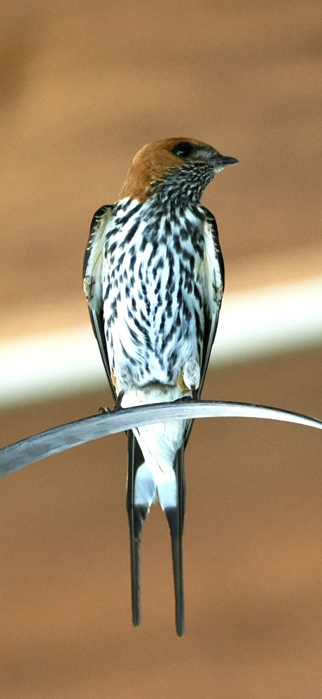 Een zwaluw maakt al wel de zomer